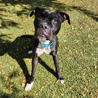 Enlarge Pansy, a Adoptable mixed breed in Indianapolis, IN image 4/5