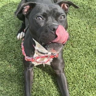 Enlarge Pansy, a Adoptable mixed breed in Indianapolis, IN image 5/5