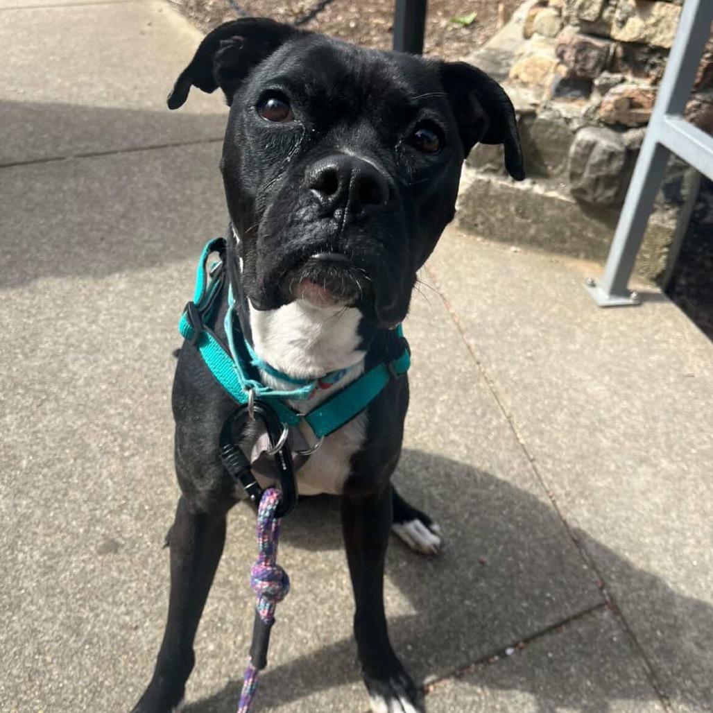 Enlarge Pansy, a Adoptable mixed breed in Indianapolis, IN image 6/6