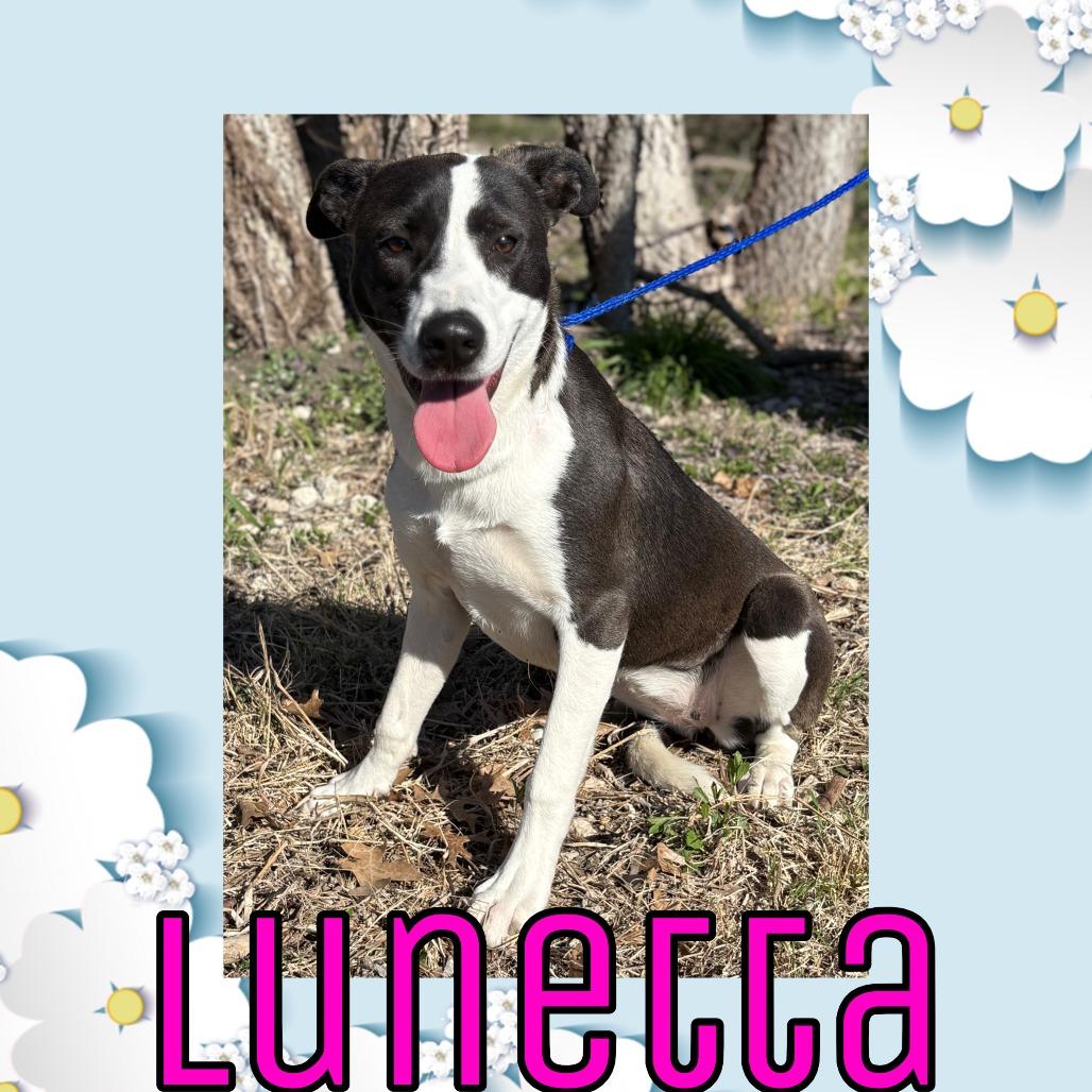 Luneta, Adoptable, Young Female Border Collie & Mixed Breed.