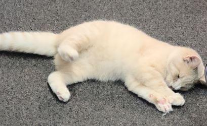 Clementine, a Adoptable Domestic Short Hair in Russellville, KY image 1/4