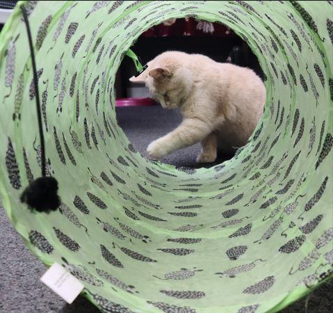 Clementine, a Adoptable Domestic Short Hair in Russellville, KY image 2/4