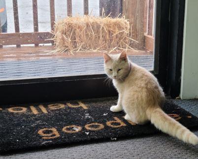 Clementine, a Adoptable Domestic Short Hair in Russellville, KY image 3/4