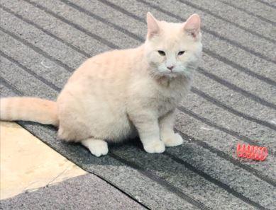 Clementine, Adoptable, Young Female Domestic Short Hair.