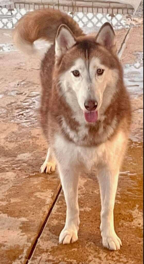 Enlarge Duchess, a Adoptable Siberian Husky in Toms River, NJ image 1/6