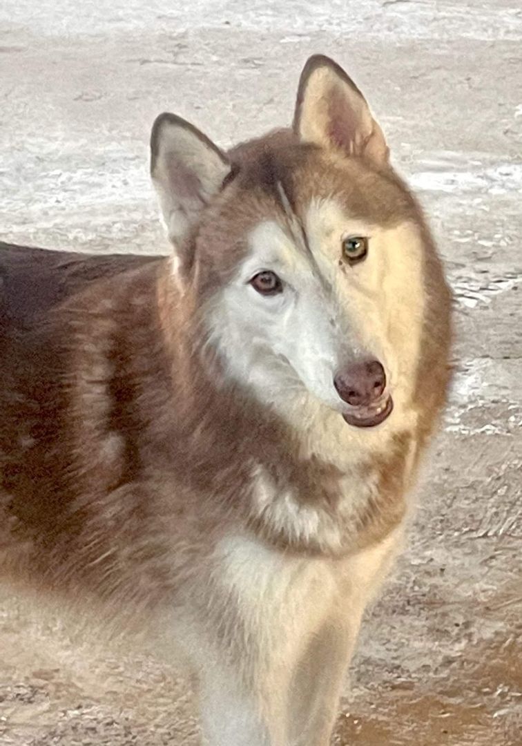 Enlarge Duchess, a Adoptable Siberian Husky in Toms River, NJ image 2/6