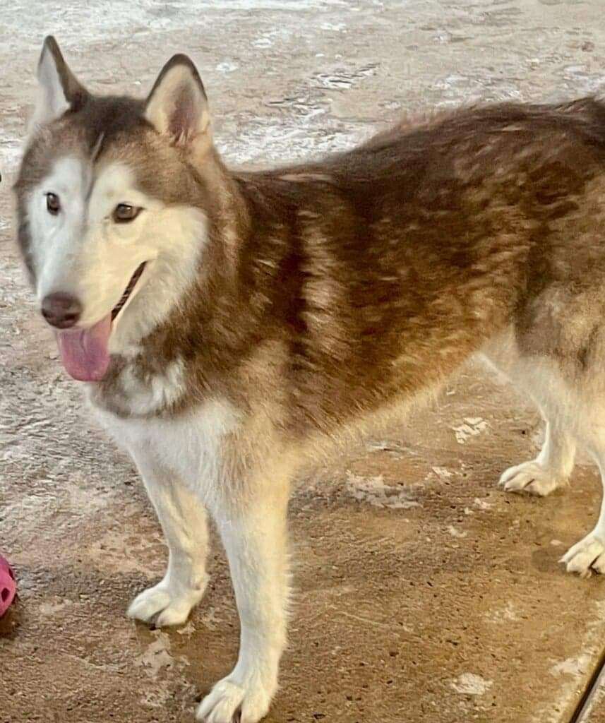 Enlarge Duchess, a Adoptable Siberian Husky in Toms River, NJ image 3/6