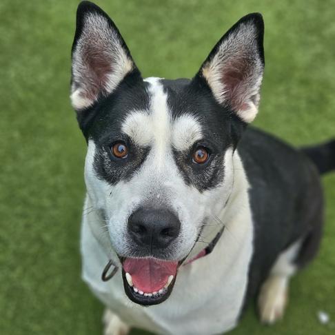 Enlarge Onyx, a Adoptable Mixed Breed in Lakeland, FL image 1/6