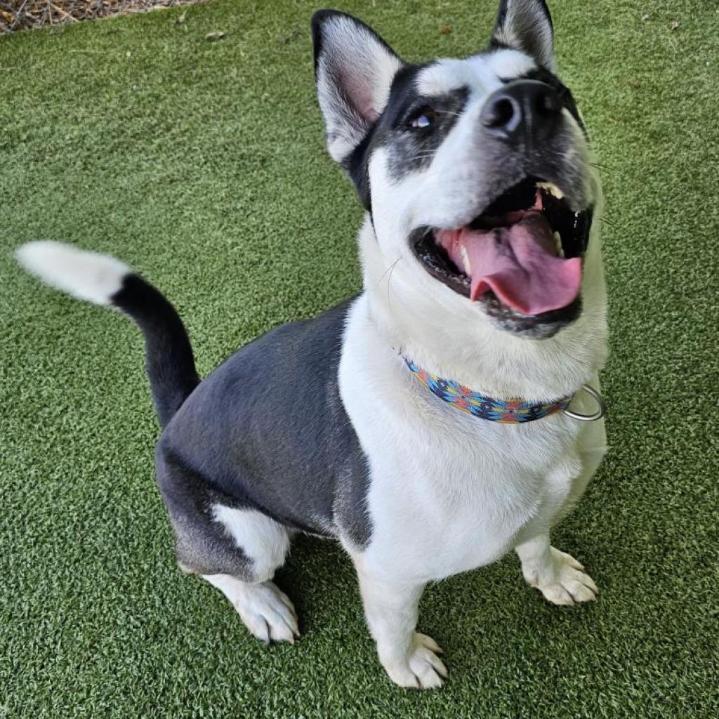 Enlarge Onyx, a Adoptable Mixed Breed in Lakeland, FL image 2/6