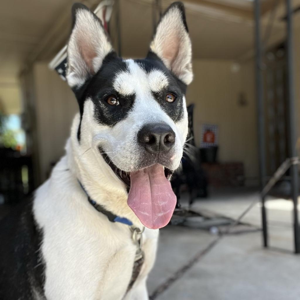 Enlarge Onyx, a Adoptable Mixed Breed in Lakeland, FL image 3/6