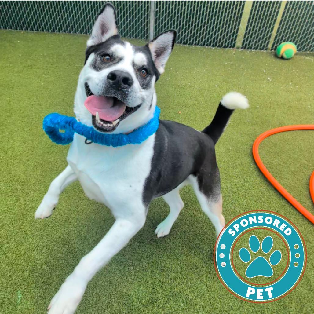 Enlarge Onyx, a Adoptable Mixed Breed in Lakeland, FL image 5/6