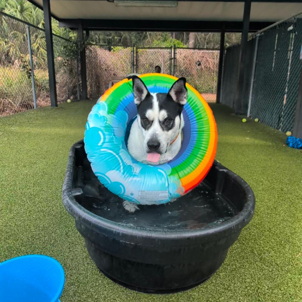 Enlarge Onyx, a Adoptable Mixed Breed in Lakeland, FL image 6/6