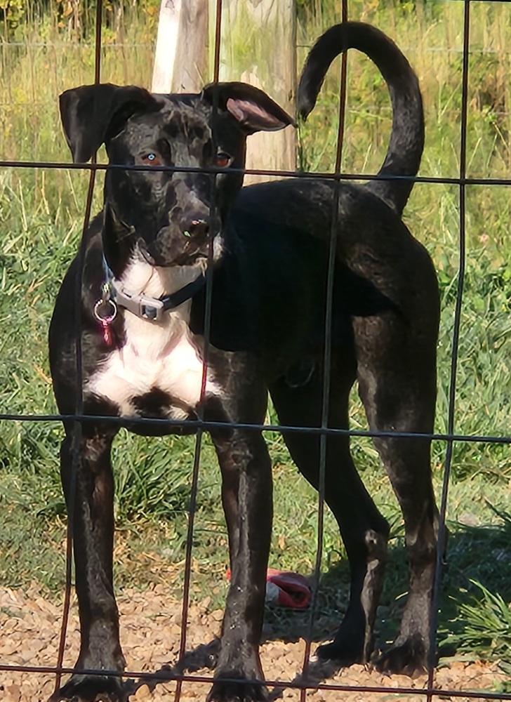 Enlarge ROOSTER, a Adoptable mixed breed in Lexington, TN image 2/2