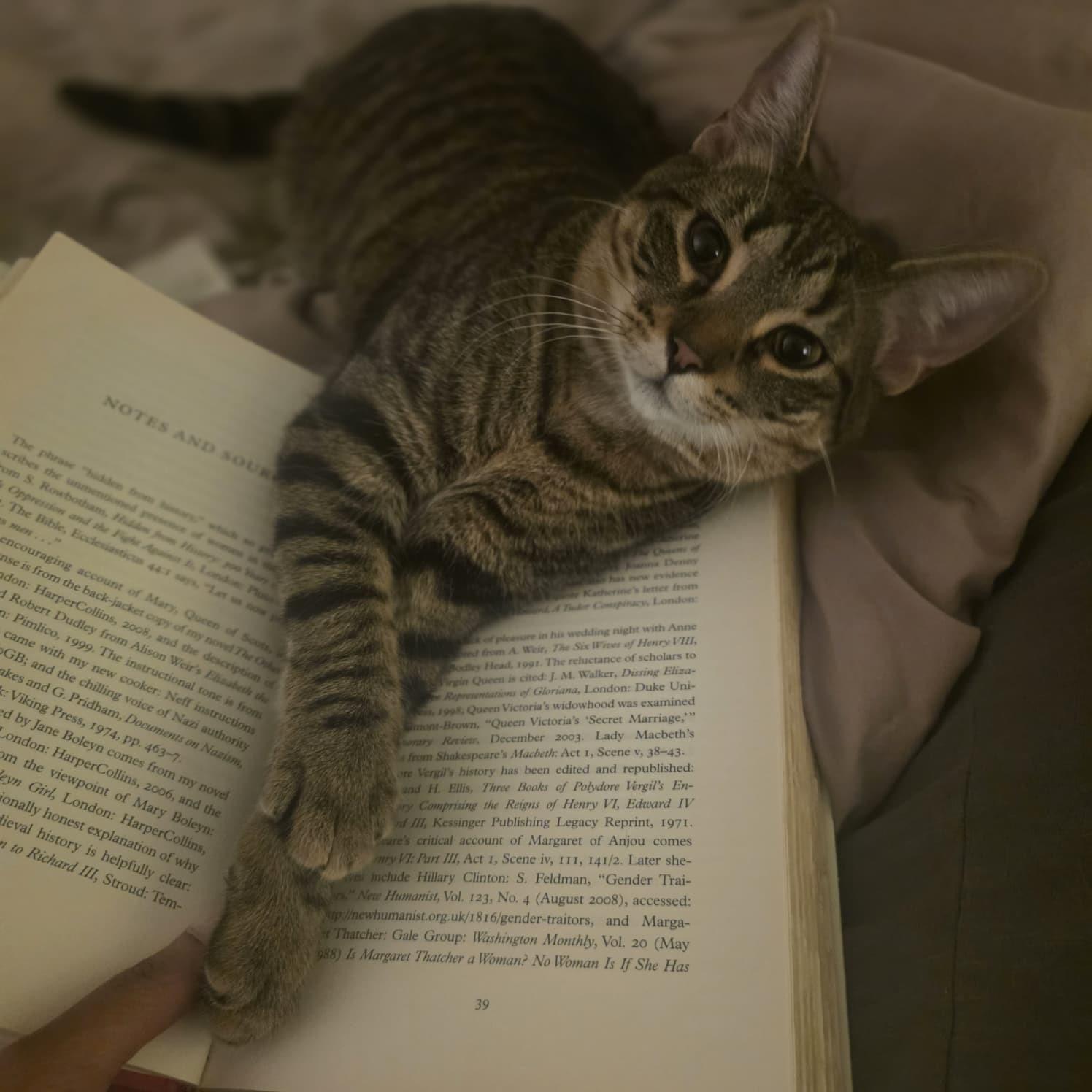 Laila, adopted, Young Female Domestic Short Hair.