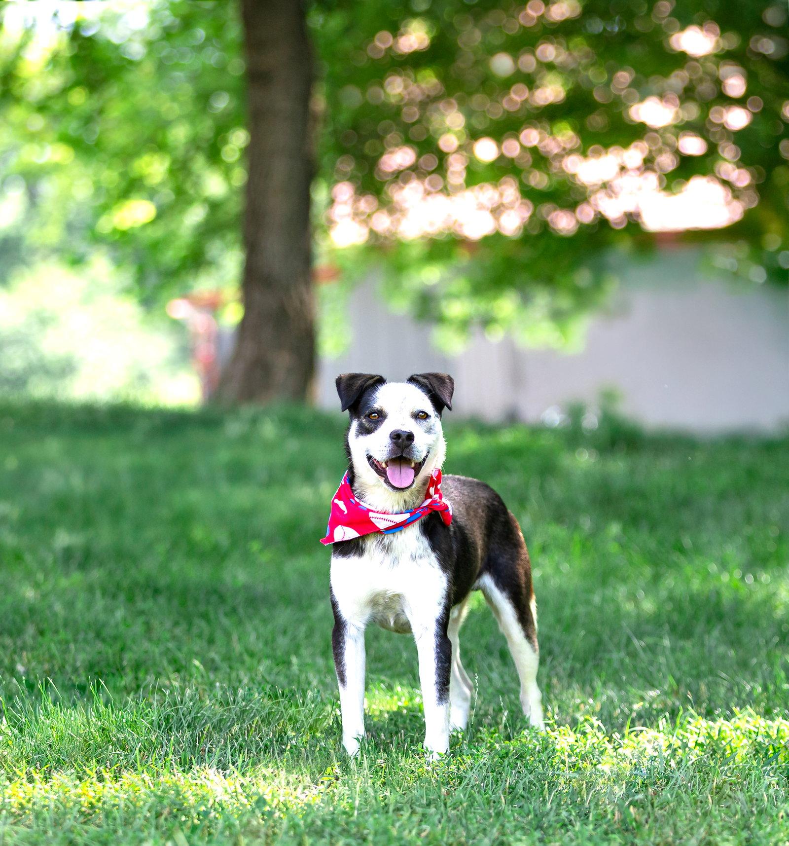 Andy, Adoptable, Young Male Terrier & Border Collie.