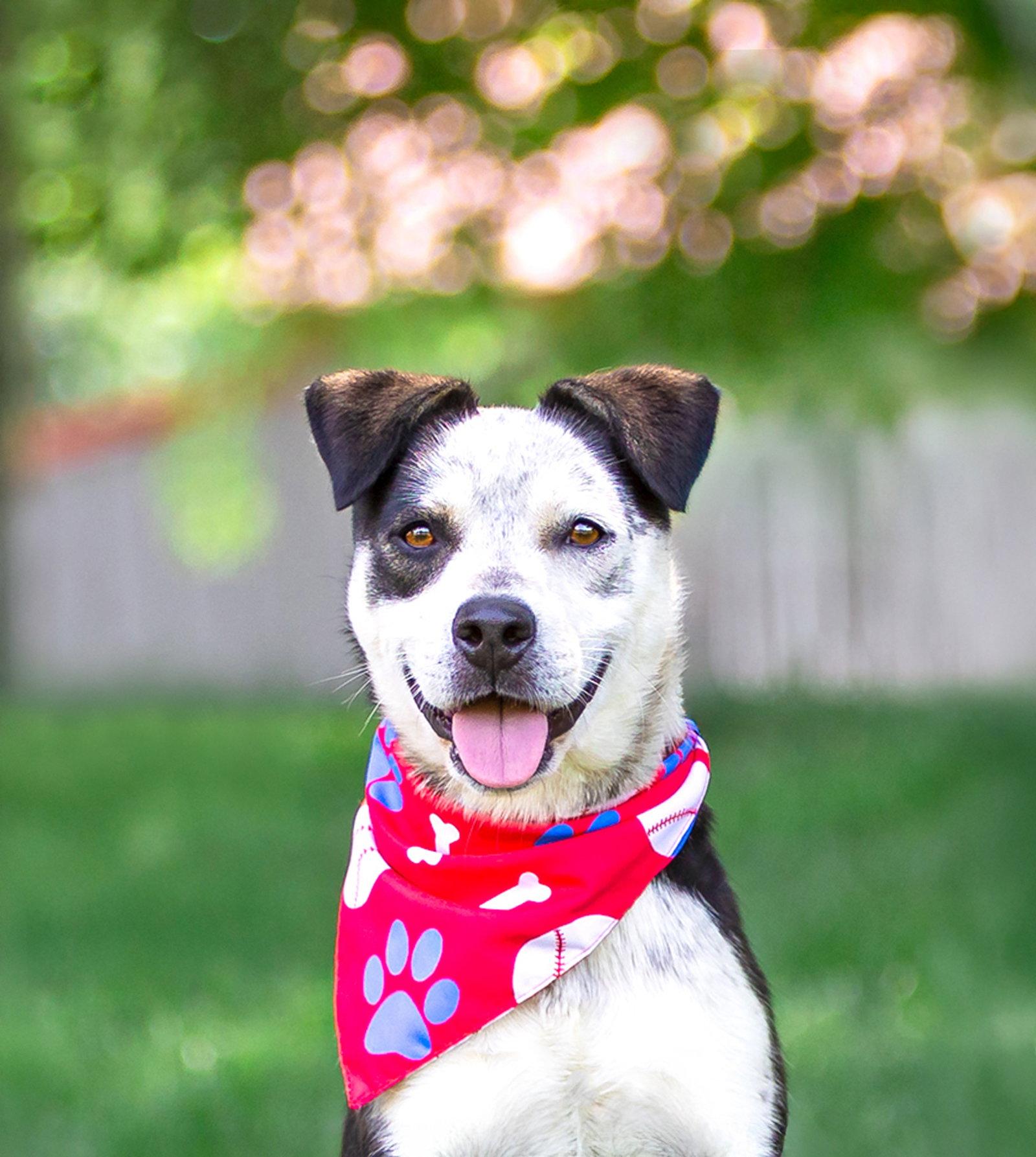 Andy, a Adoptable mixed breed in Coatesville, PA image 2/3