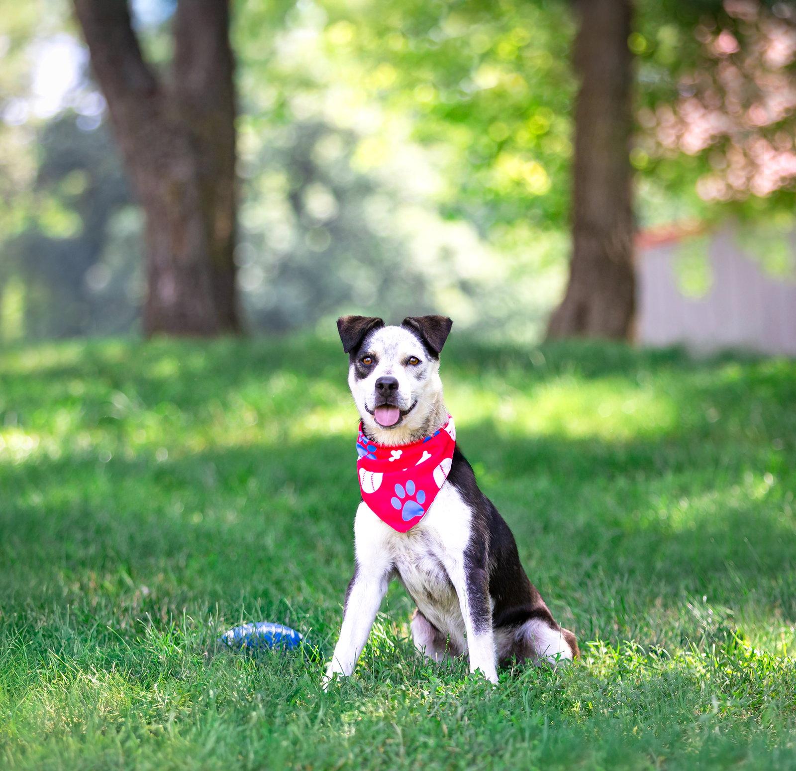 Andy, a Adoptable mixed breed in Coatesville, PA image 3/3