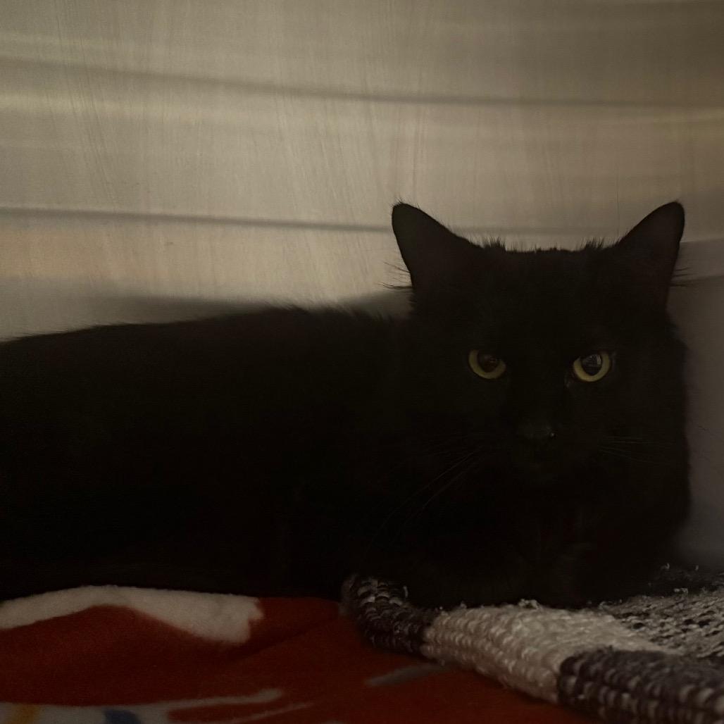 Enlarge Juno is at Petsmart GJ, a Adoptable Domestic Long Hair in Cedaredge, CO image 1/2