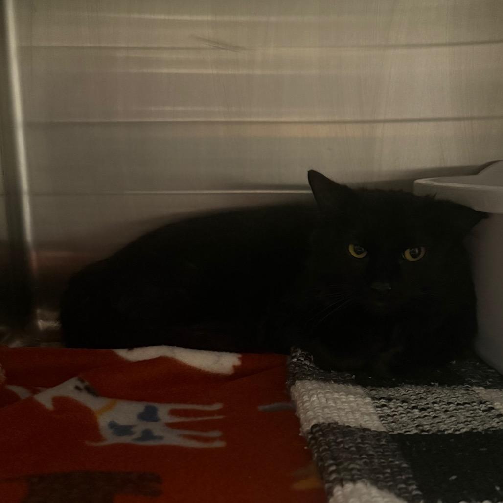 Enlarge Juno is at Petsmart GJ, a Adoptable Domestic Long Hair in Cedaredge, CO image 2/2