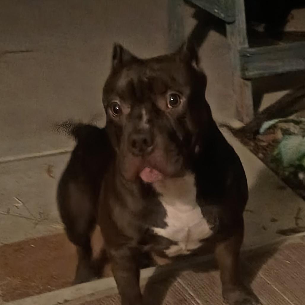 Romeo, Adoptable, Young Male American Bulldog & Pit Bull Terrier.