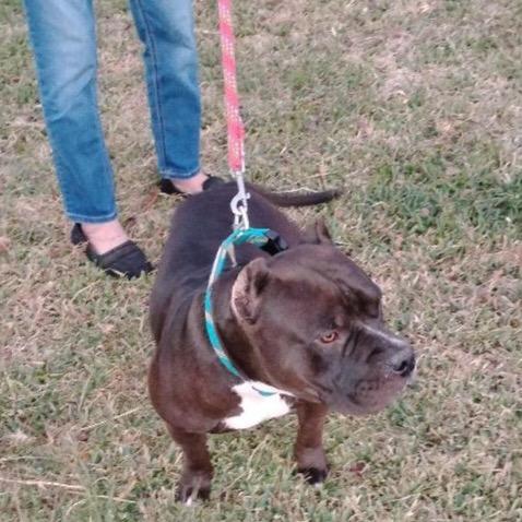 Enlarge Romeo, a Adoptable mixed breed in Baytown, TX image 2/2