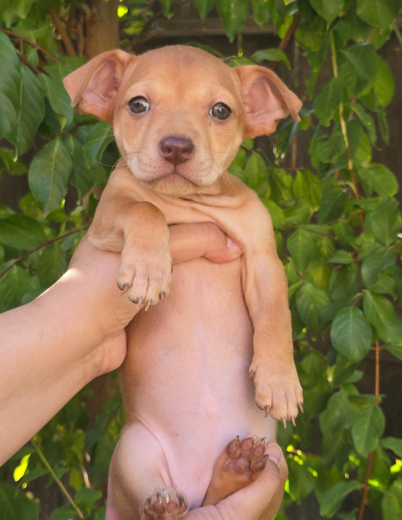 Nilla (Nabisco litter), adopted, Puppy Female Chihuahua.