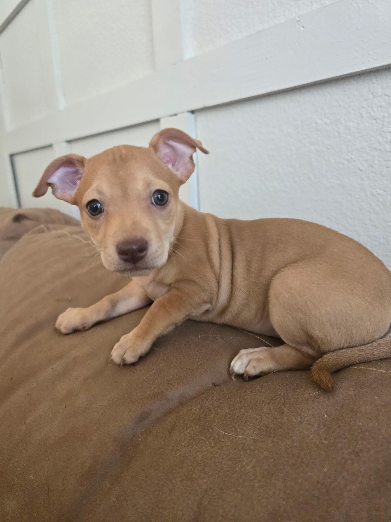 Nilla (Nabisco litter), an adopted mixed breed in Redwood City, CA image 3/3