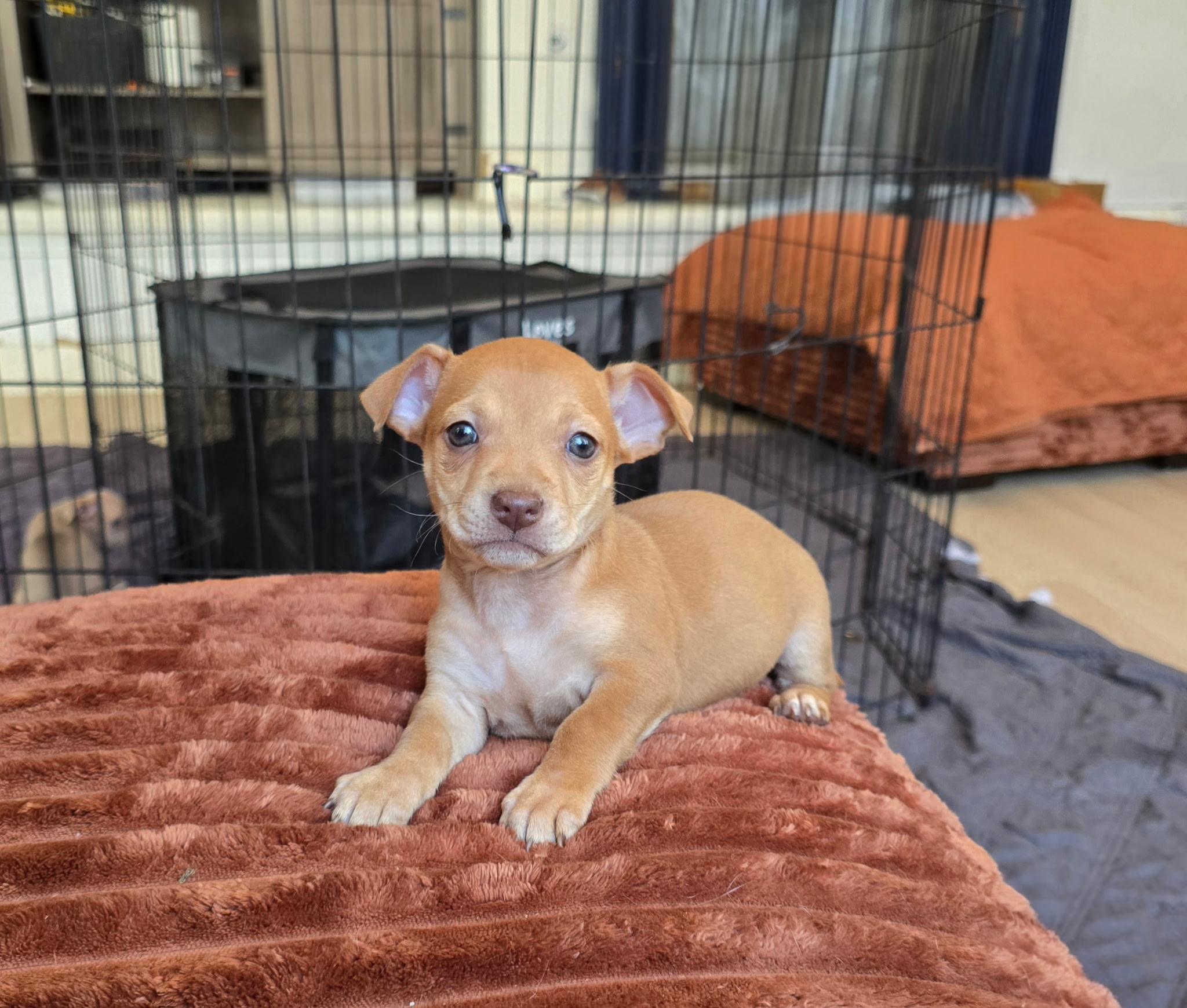 Nilla (Nabisco litter), an adopted mixed breed in Redwood City, CA image 2/3