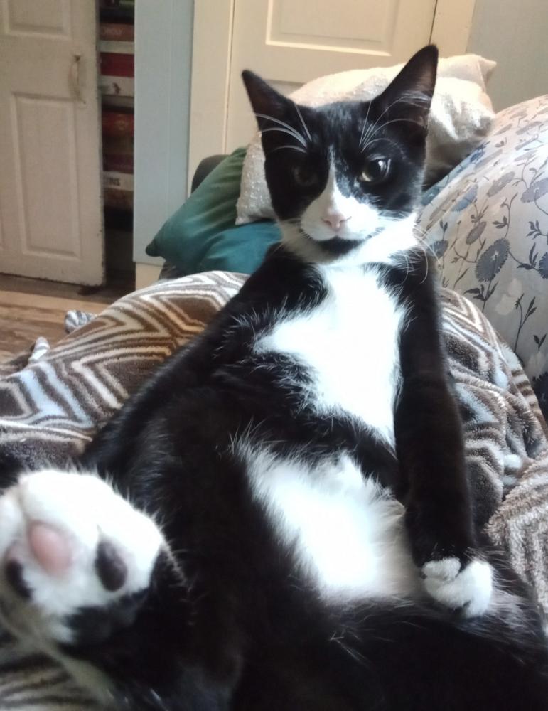 Cryptids: Sasquatch (Sas), Adoptable, Young Male Domestic Short Hair.