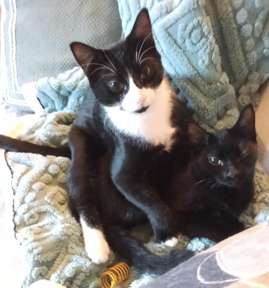 Enlarge Cryptids: Sasquatch (Sas), a Adoptable Domestic Short Hair in Warren, CT image 4/6