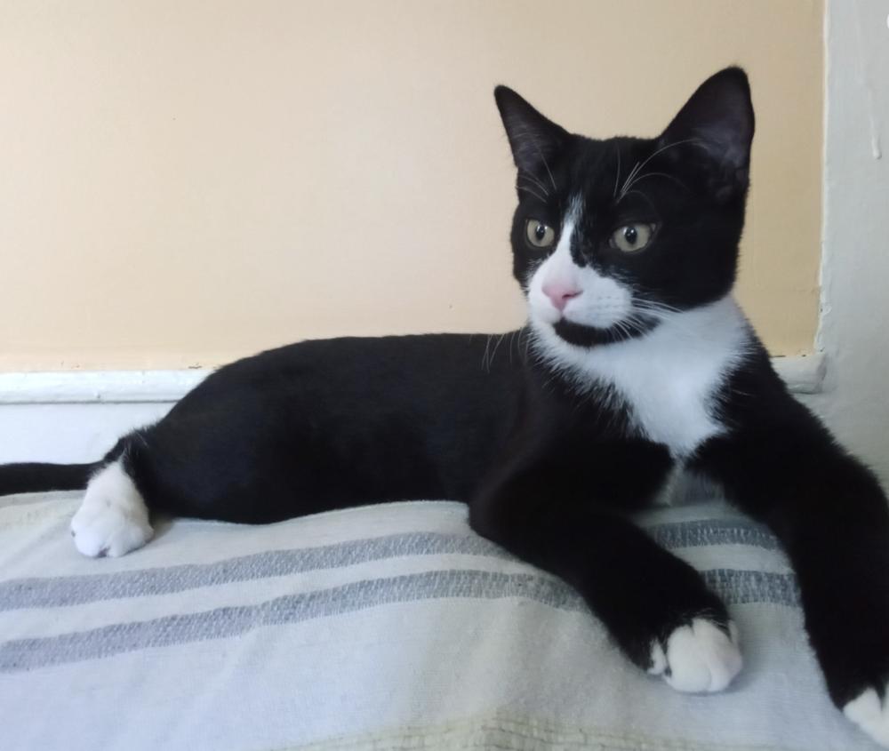 Enlarge Cryptids: Sasquatch (Sas), a Adoptable Domestic Short Hair in Warren, CT image 6/6