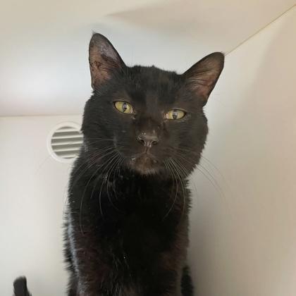 Enlarge Kitt, a Adoptable mixed breed in Wheaton, IL image 1/1