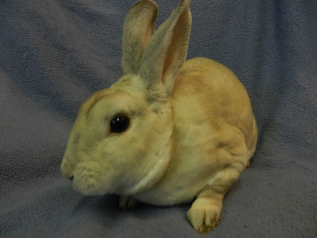 Hemsworth, Adoptable, Young Male Rex.