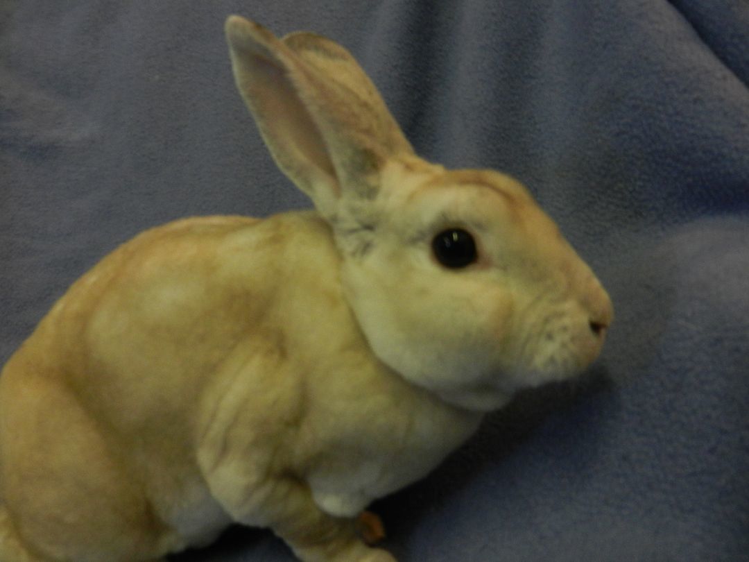 Rabbit for adoption - Hemsworth, a Rex in Plymouth, MI | Petfinder