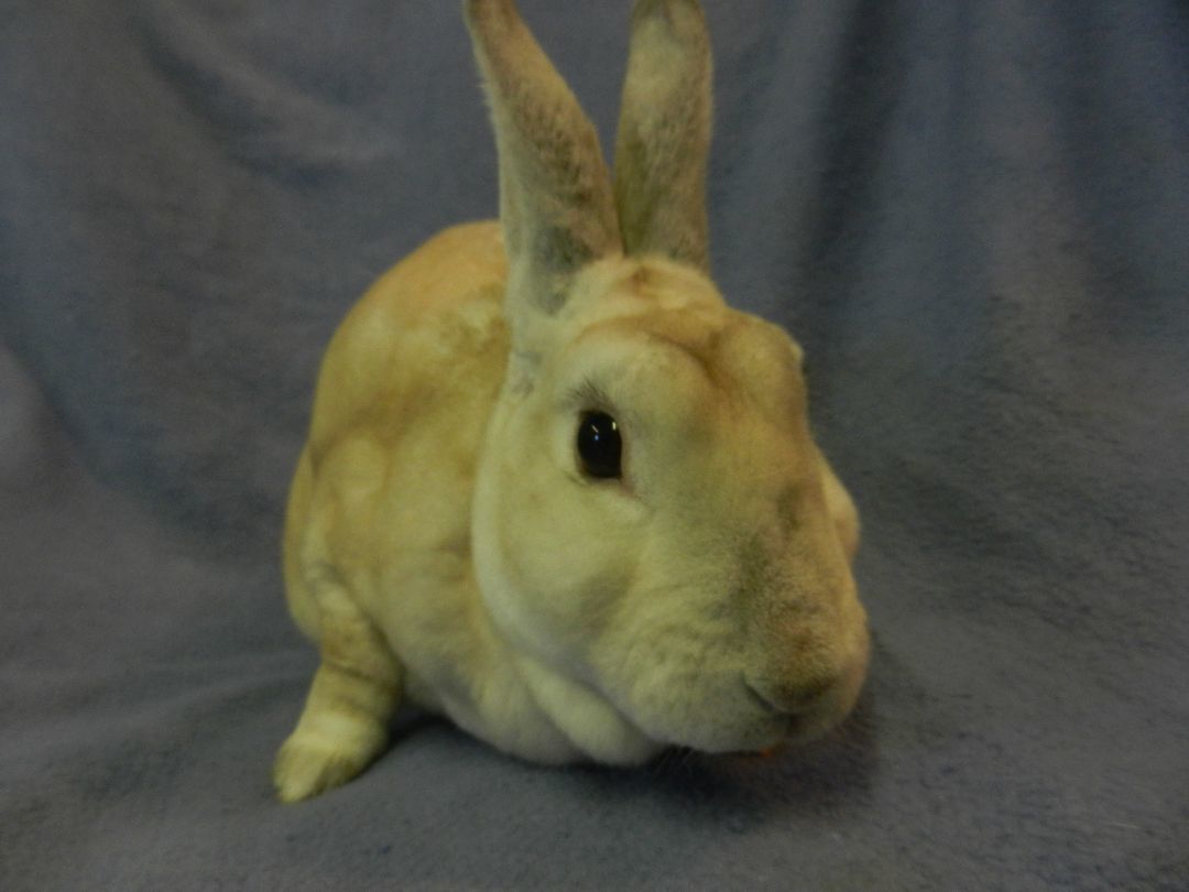 Hemsworth, a Adoptable Rex in Plymouth, MI image 3/6