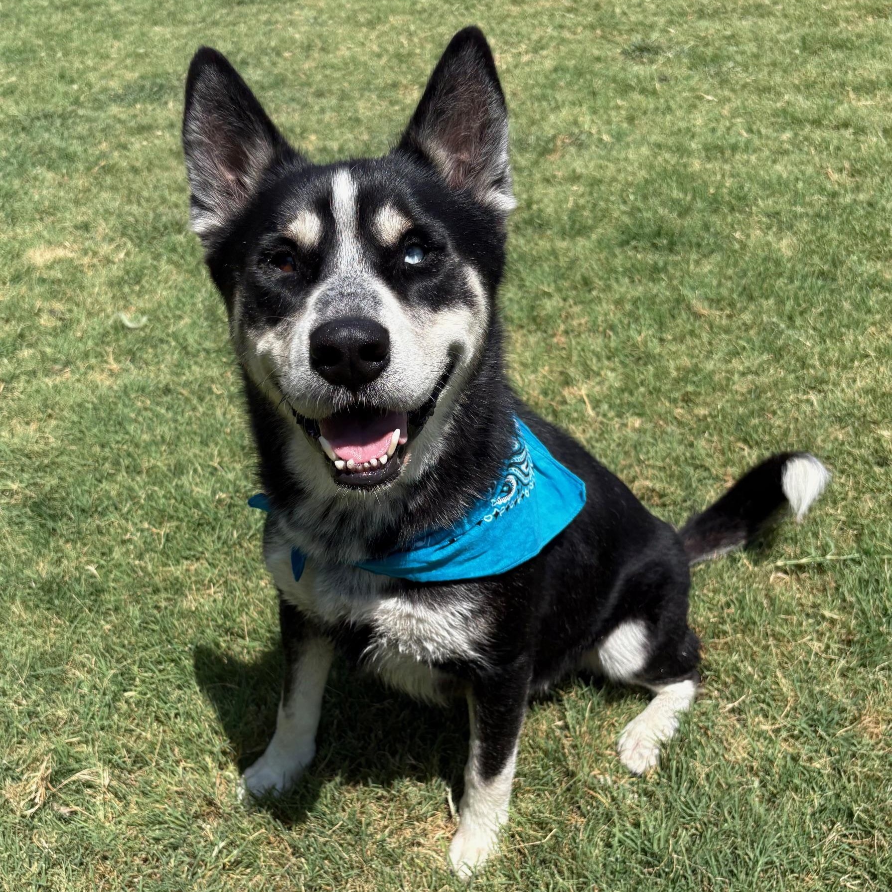 Flynn, ADOPTABLE, Adult Male Siberian Husky.