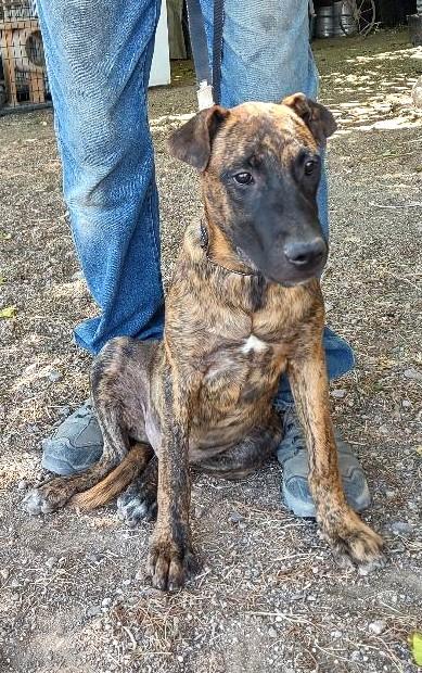 Kaizer, a Adoptable mixed breed in Golden Valley, AZ image 2/2