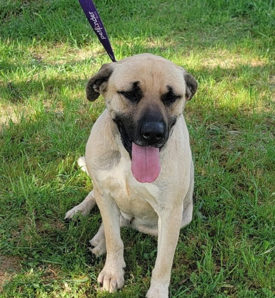 Bruce, adopted, Adult Male Shepherd.
