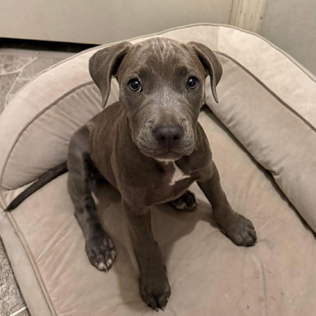 Enlarge Mori, a ADOPTABLE mixed breed in Bryan, TX image 3/3