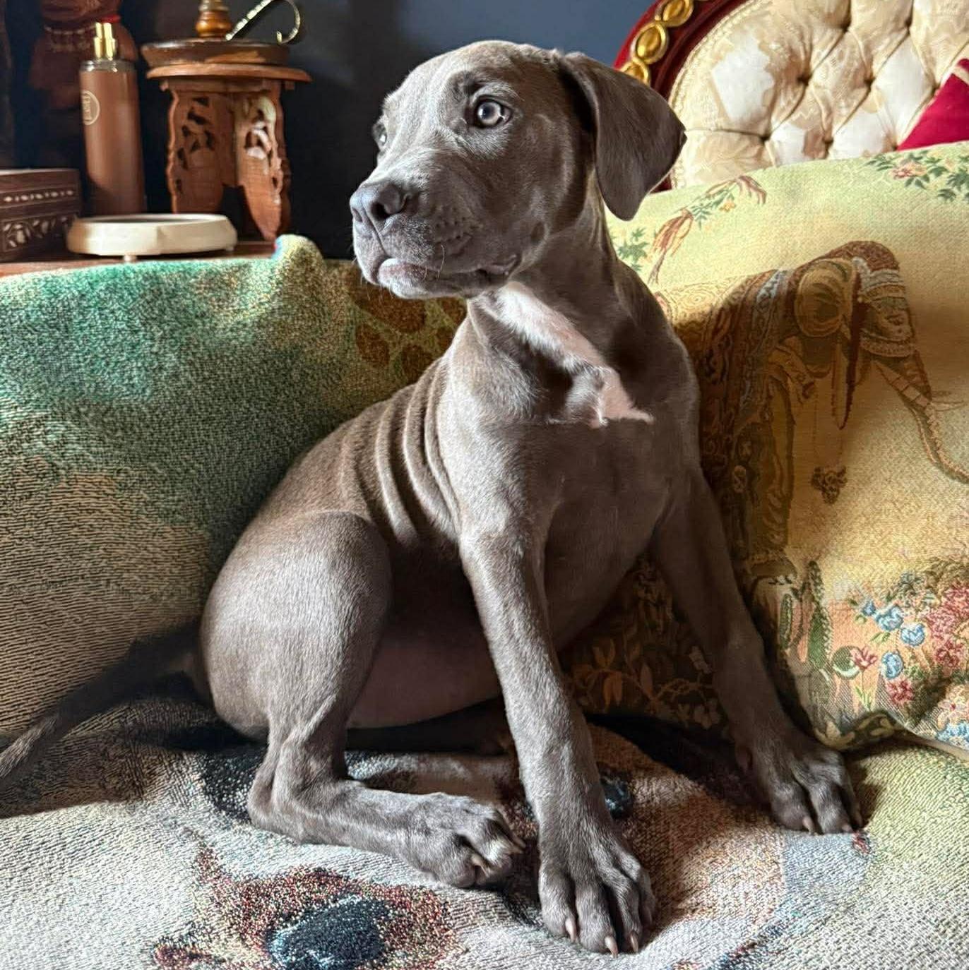 Enlarge Mori, a ADOPTABLE mixed breed in Bryan, TX image 2/3
