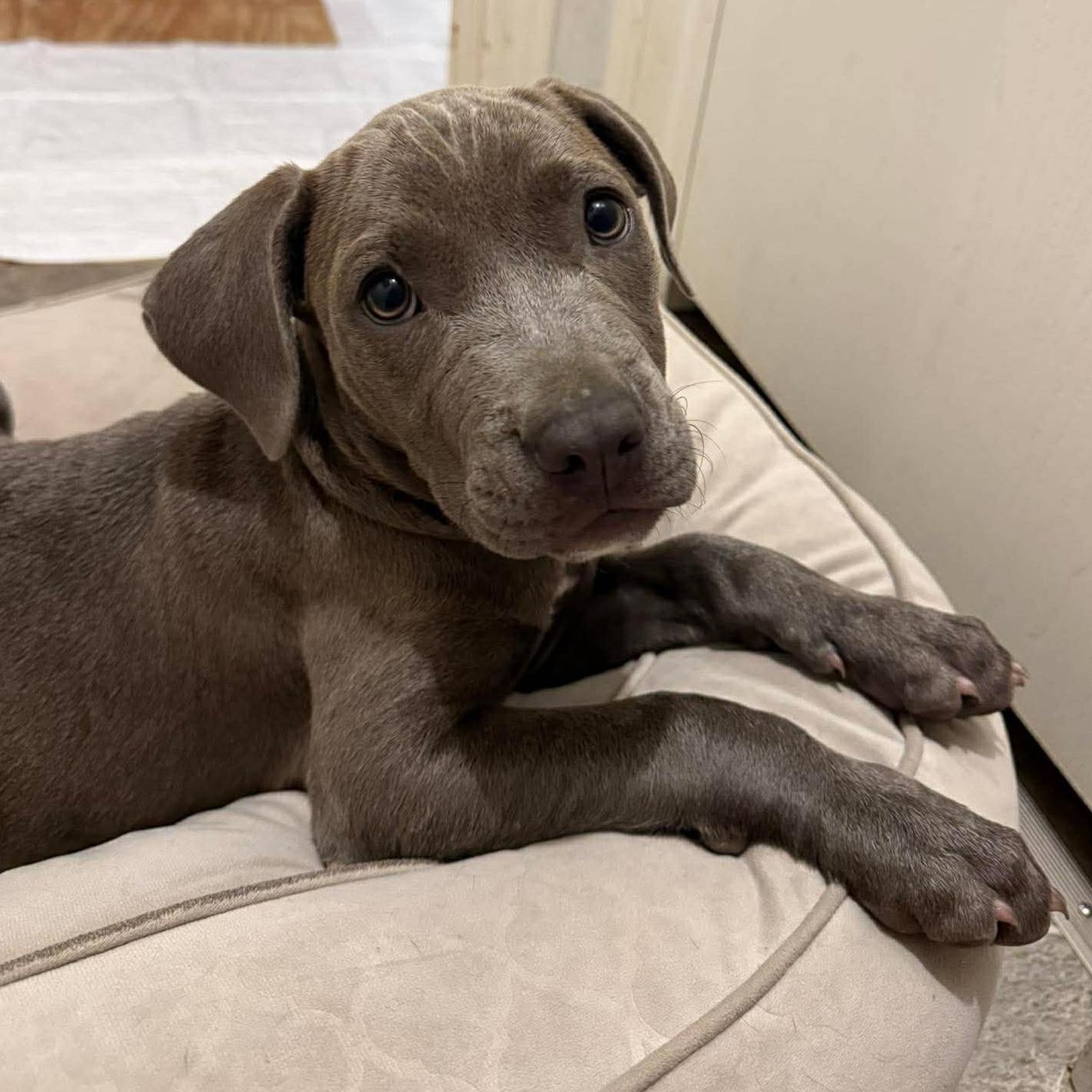 Enlarge Mori, a ADOPTABLE mixed breed in Bryan, TX image 1/3