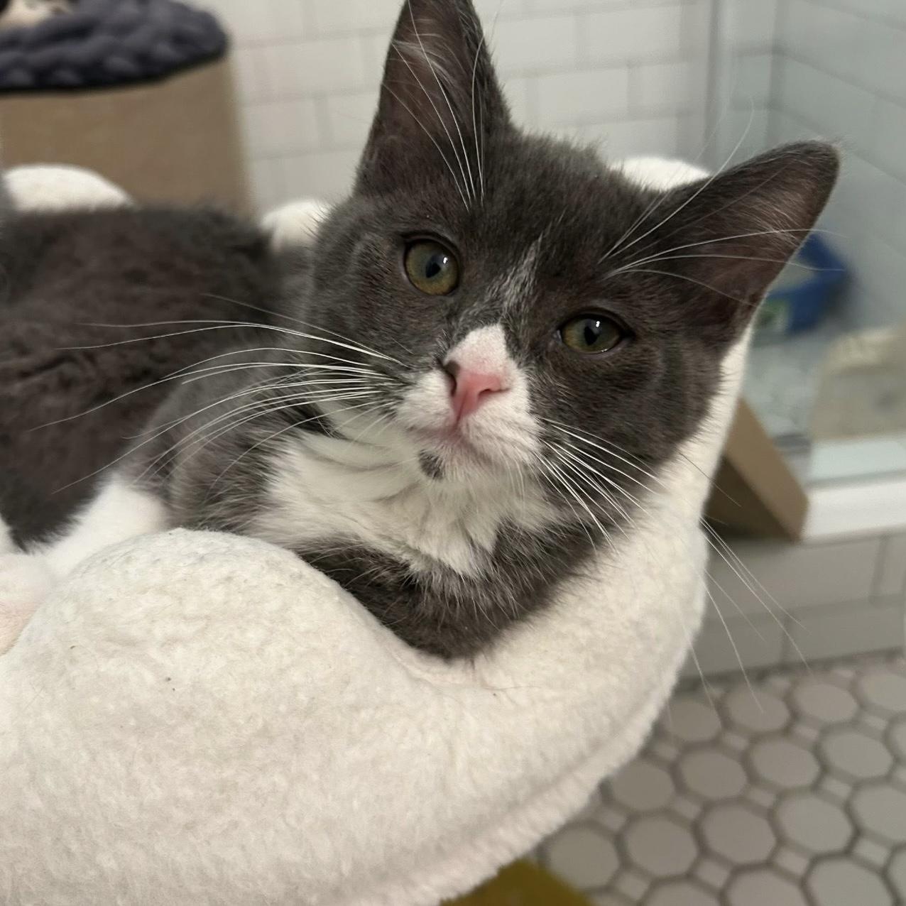 Miso, Adoptable, Young Female Domestic Short Hair.