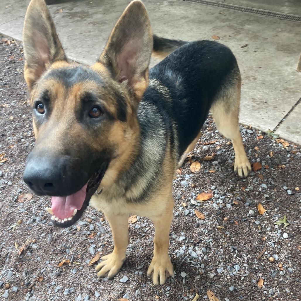 Zeus (26-033), a Adoptable German Shepherd Dog in New Ringgold, PA image 1/6