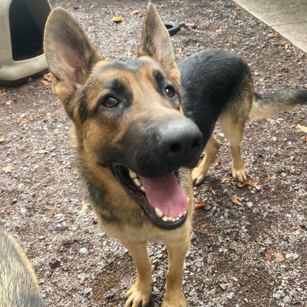 Zeus (26-033), a Adoptable German Shepherd Dog in New Ringgold, PA image 2/6