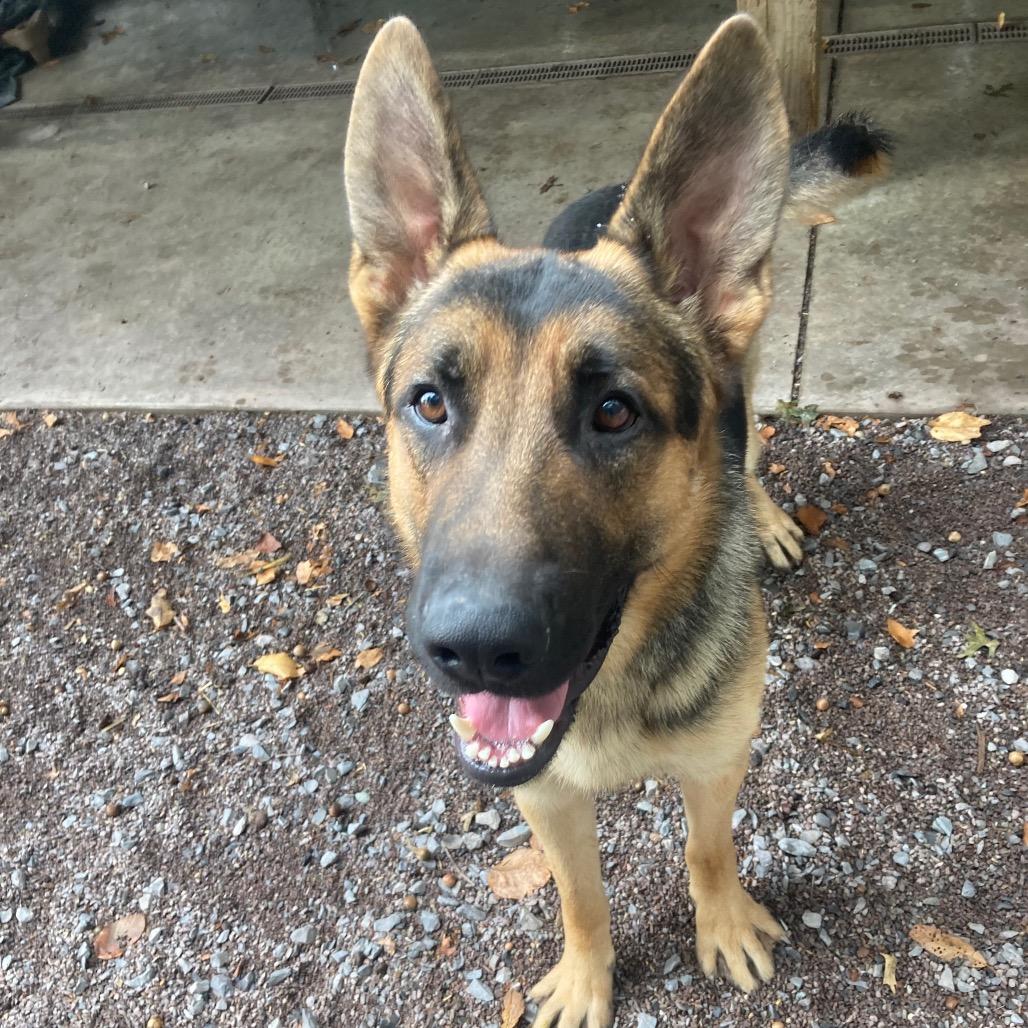 Zeus (26-033), a Adoptable German Shepherd Dog in New Ringgold, PA image 3/6
