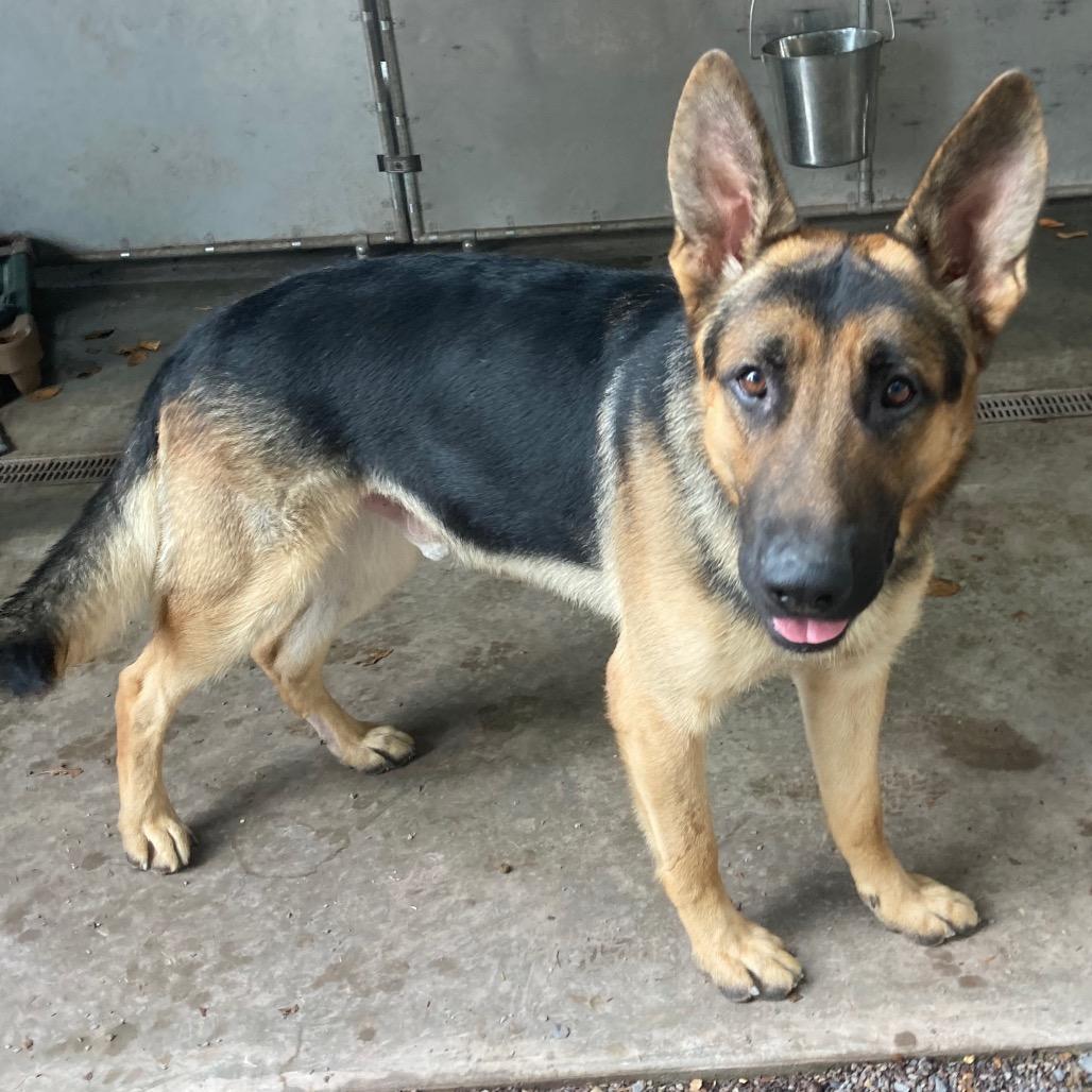 Zeus (26-033), a Adoptable German Shepherd Dog in New Ringgold, PA image 4/6