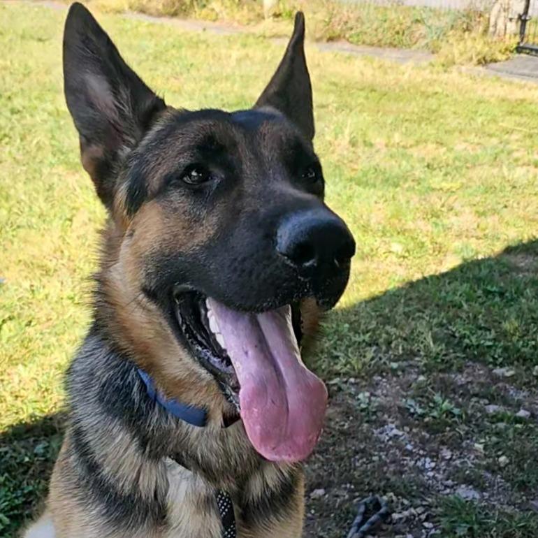 Zeus (26-033), a Adoptable German Shepherd Dog in New Ringgold, PA image 5/6