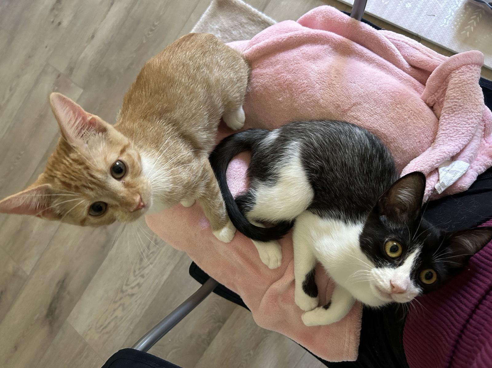 Enlarge Polly, a Adoptable Domestic Short Hair in Davis, CA image 1/3