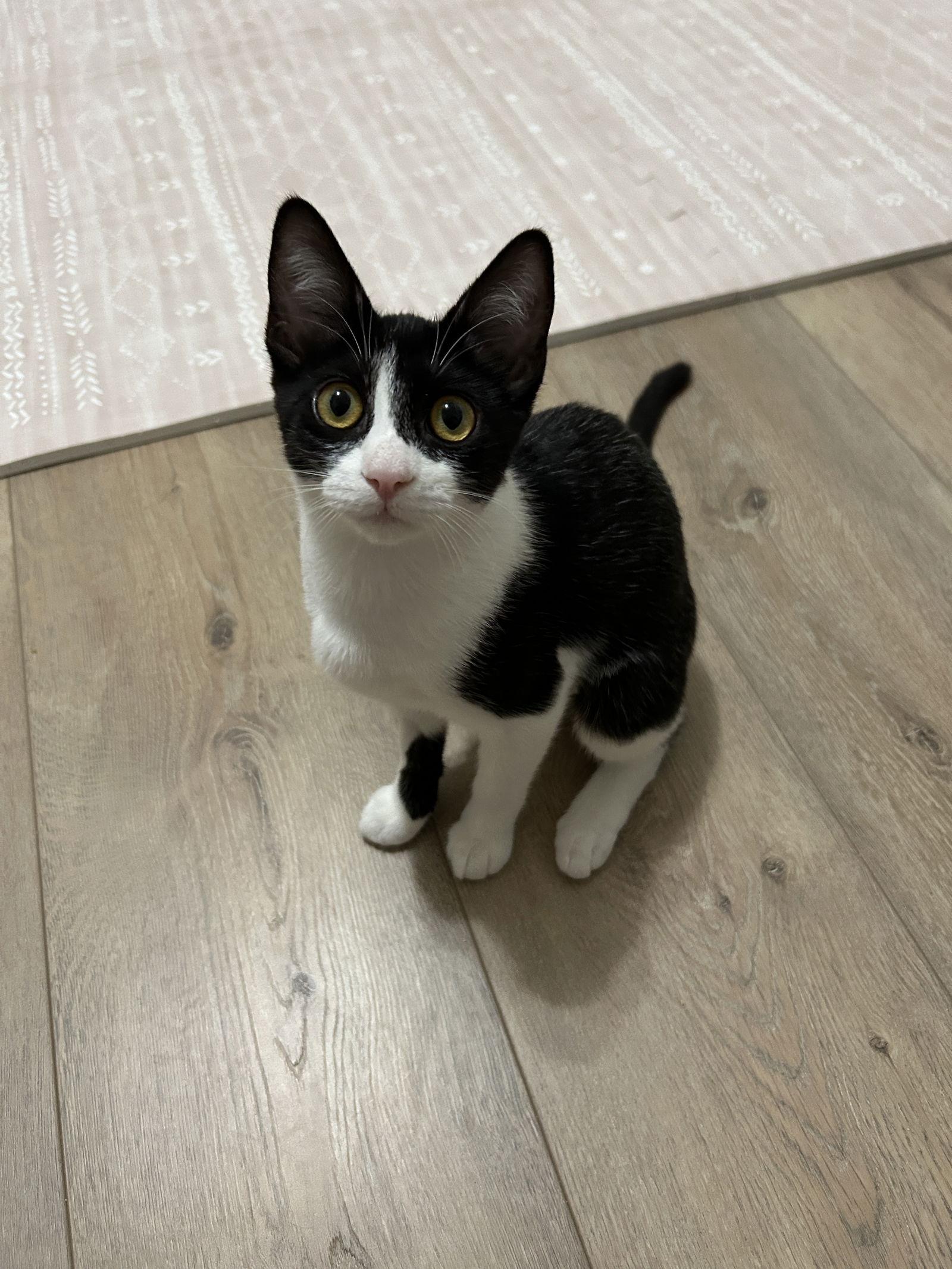 Enlarge Polly, a Adoptable Domestic Short Hair in Davis, CA image 3/3