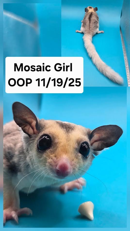 Clover, Adoptable, Baby Female Sugar Glider.